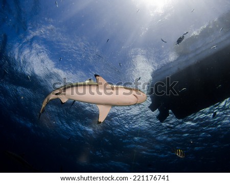 Blacktip reef shark (Carcharhinus melanopterus) swimming on the turquoise clear water, with the sunshine and a silhouette of the boat on the surface. Micronesia, Yap, Pacific ocean.