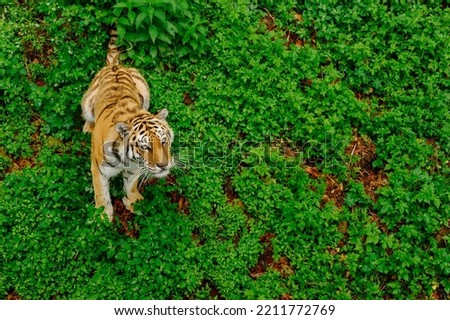 Tiger looking intently up, top view