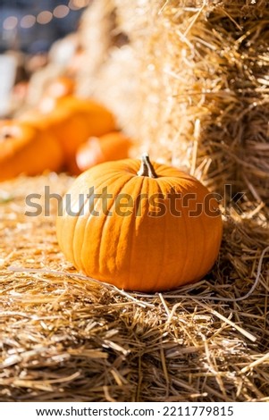 orange vegetable pumpkin for halloween hay hay