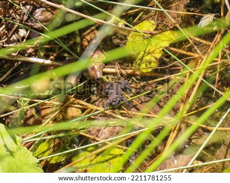 Single yellow-bellied toad (latin name: Bombina variegata) in fresh water pond in Nature park Stara planina in eastern Serbia
