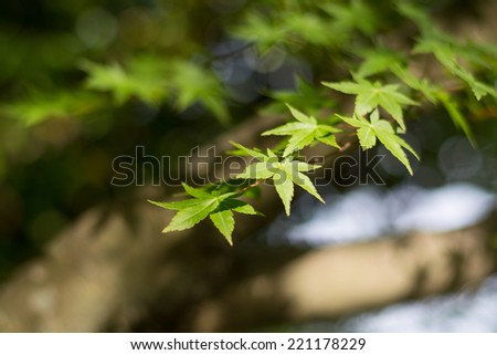 Green leaf of Japanese maple 