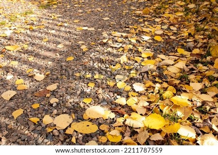 Shadow of rustic fence on a road with yellow autumn leaves, autumn concept