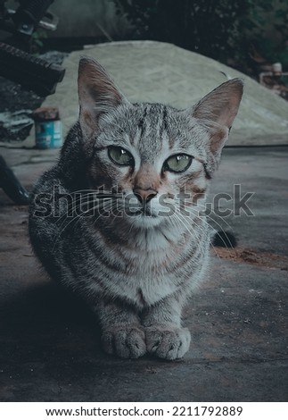 cat moody photography dark horror kitten brown cat