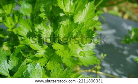 celery plants that planted on the plantation and it looks like it will be harvested soon, the leaves are green and look fresh - organic vegetable plantation