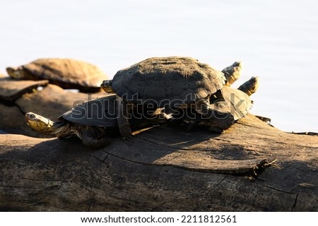A pile of turtles resting on a log