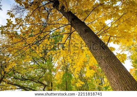 Yellowed poplar leaves (Populus balsamifera L.), a tree in a city park Royalty-Free Stock Photo #2211818741
