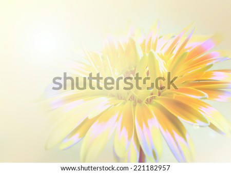 vivid color Chrysanthemums