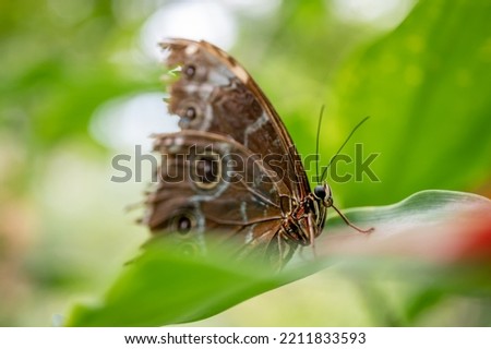 Butterfly on leaf. Morpho peleides. The Peleides blue morpho. Common morpho. Black and blue emperor. Morpho helenor.