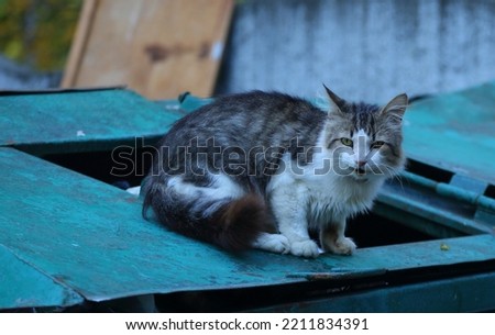 A gray-white cat sits on a green dumpster