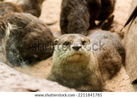 
Wild otters in a zoo