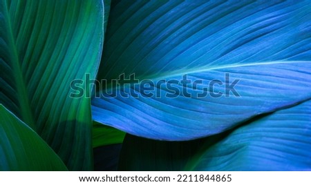 Close-up detail macro texture bright blue green leave tropical forest plant spathiphyllum cannifolium in dark nature background.Curve leaf floral botanical abstract desktop wallpaper,website backdrop. Royalty-Free Stock Photo #2211844865