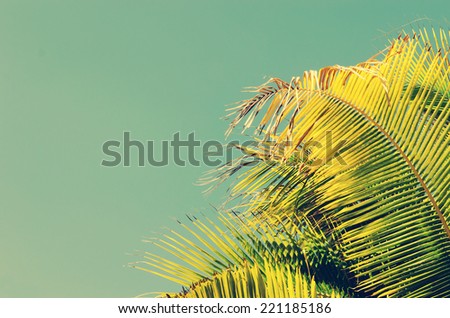 Palm trees on the beautiful sky background.vintage
