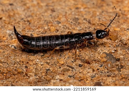 Small Epidermapteran Earwig Insect of the Family Anisolabididae