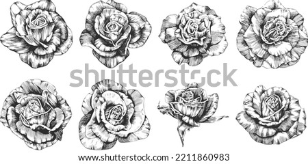 Rose flower outline vector. Hand drawn.