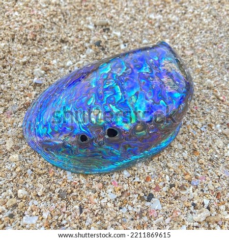 Abalone Shell from Haliotidae familly with dimension 13x10x4.5cm in Karapyak Beach on August 24, 2022 Royalty-Free Stock Photo #2211869615
