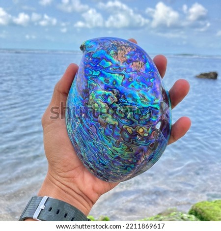 Abalone Shell from Haliotidae familly with dimension 13x10x4.5cm in Karapyak Beach on August 24, 2022 Royalty-Free Stock Photo #2211869617