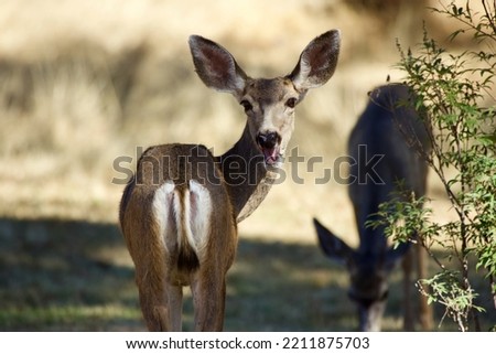 Mule Deer in the Forest