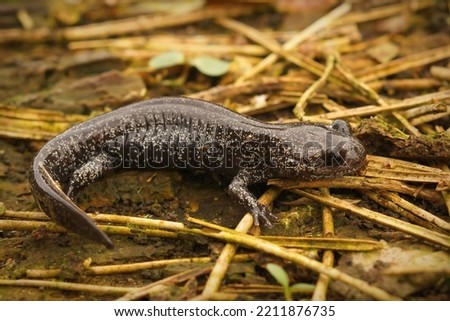 Detailed closeup on a dark and rare Japanese Ishizuchi endemic streamside salamander , Hynobius hirosei on the ground