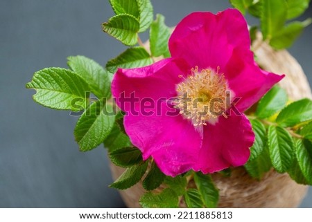 Blooming pink flower of wild rose in vase close up