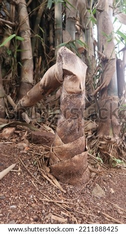 photo shoots from green bamboo trees - jakarta 10 october 2022