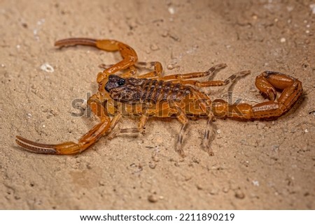 Small Female Brazilian Yellow Scorpion of the species Tityus serrulatus
