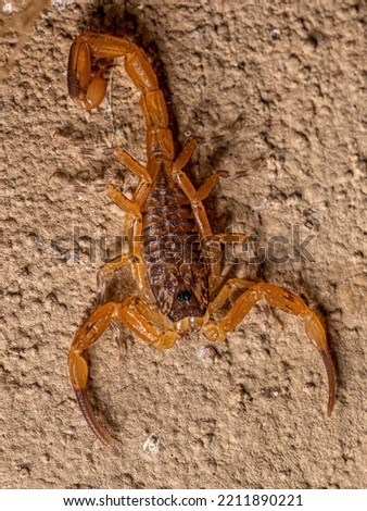 Small Female Brazilian Yellow Scorpion of the species Tityus serrulatus