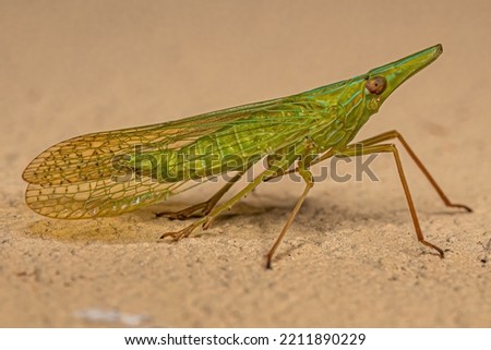 Adult Dictyopharid Planthopper Insect of the Family Dictyopharidae that looks like a gharial or crocodile  Royalty-Free Stock Photo #2211890229