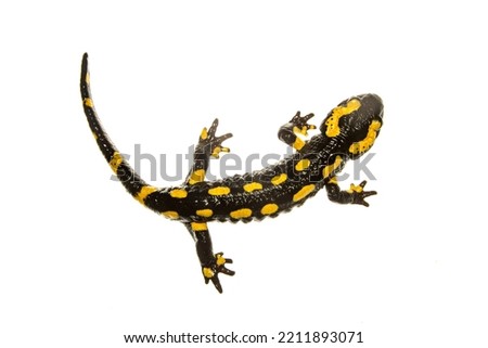 The fire salamander isolated on white