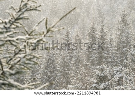 Beautiful winter scene with snow falling in fir-trees forest. Snowfall in a winter spruce forest at sunny day. Snowflakes flying in air at sunny cold winter day. Christmas time