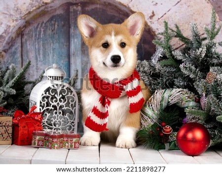 Corgi puppy in a santa hat among the New Year's decorations