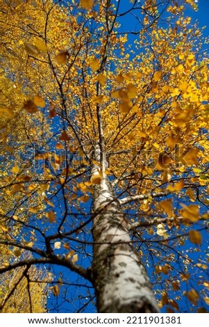 Colorful leaves from the ground, against the blue sky. Yellow birch leaves shining bright.