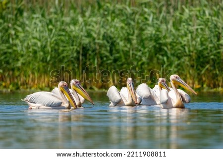 A pelican in the wilderness of the Danube Delta in Romania