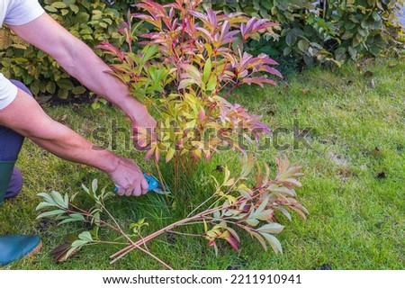 Beautiful view of person's hands cutting peony bushes on autumn sunny day before winter. Sweden.