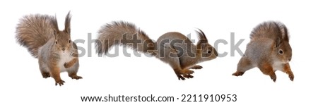 set of winter squirrels isolated on white background