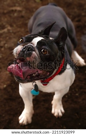 Boston Terrier with red dog collar playing at the park