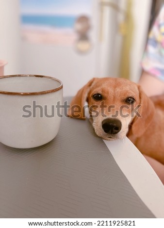 Adorable brown puppy with sad emotion lying on a table with cup standing on it. Ginger cute dachshund doggy. High quality vertical photo Royalty-Free Stock Photo #2211925821