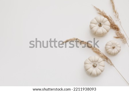 Autumn decorative frame, web banner. Little white pumpkins and dry festuca grass  isolated on white table background. Boho fall, Halloween and Thanksgiving design. Flat lay, top view. Copy space.