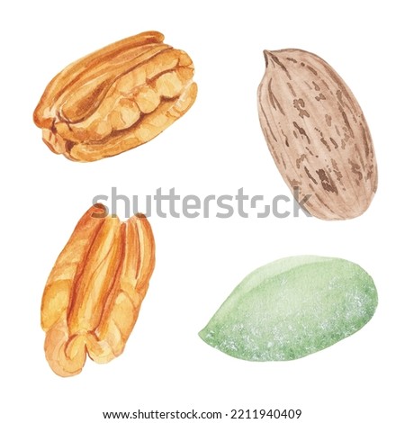 Handpainted pecans watercolor illustration. Perfect for logos, branding, educational projects, stickers, prints, packaging design, cases, blogs, banners, and websites.