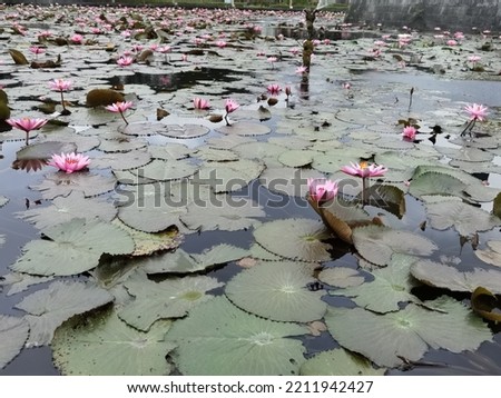 Beautiful lotus with its purple flower on the huge pond