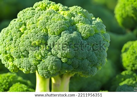 photo of broccoli, healthy green vegetable, good for dieting, vitamin source