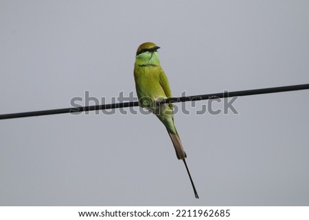 View of Asian Green Bee-Eater 