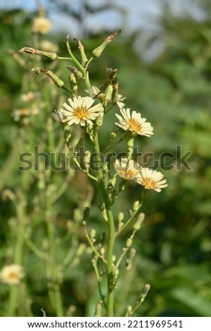 Indian lettuce ( Lactuca indica ) flowers. Asteraceae annual plants. Pale yellow flowers bloom from August to November. When the leaves and stems are cut, a milky liquid is released.