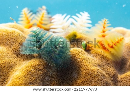 Festive looking crowns, Christmas Tree Worms