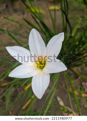 Beautiful white Zephyranthes candida flowers