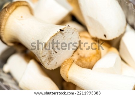 Forest mushrooms in the forest on a natural background. Closeup photo