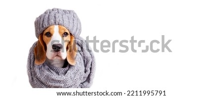 A beagle dog in a knitted gray scarf or snood and a hat on a white isolated background. Autumn or winter concept. Banner. Royalty-Free Stock Photo #2211995791