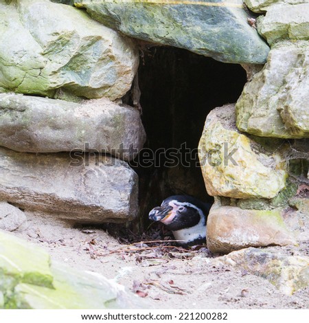 Humboldt penguin in it's nest in a dutch zoo
