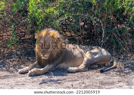 Big lion close up resting in the shade during the midday heat