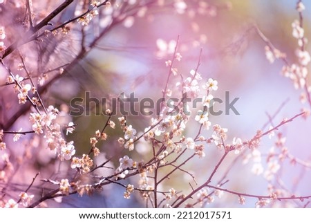 Pink Pastel flower floral soft nature blossom blurred background. Vintage retro romance plum botanical bloom spring season. Blurry Cherry blossom petals plant in beautiful garden. Backdrop template