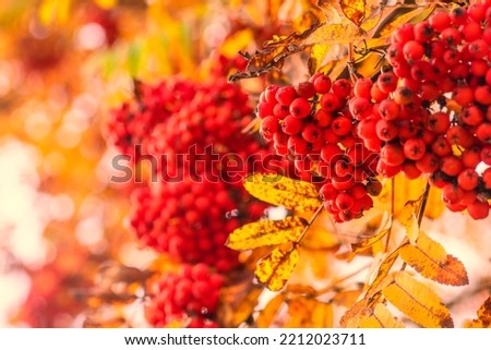 Ripe red-orange rowan berries close-up growing in clusters on the branches of a rowan tree. High quality photo